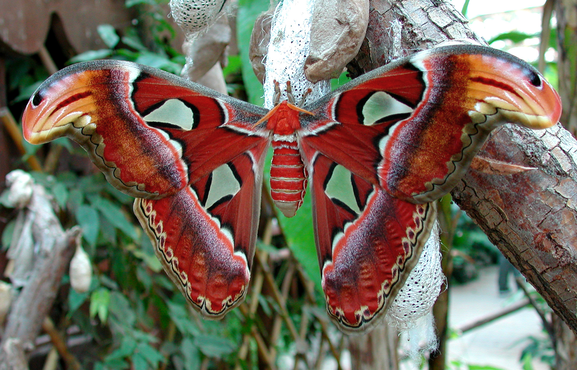 7 case delle farfalle da vedere LifeGate